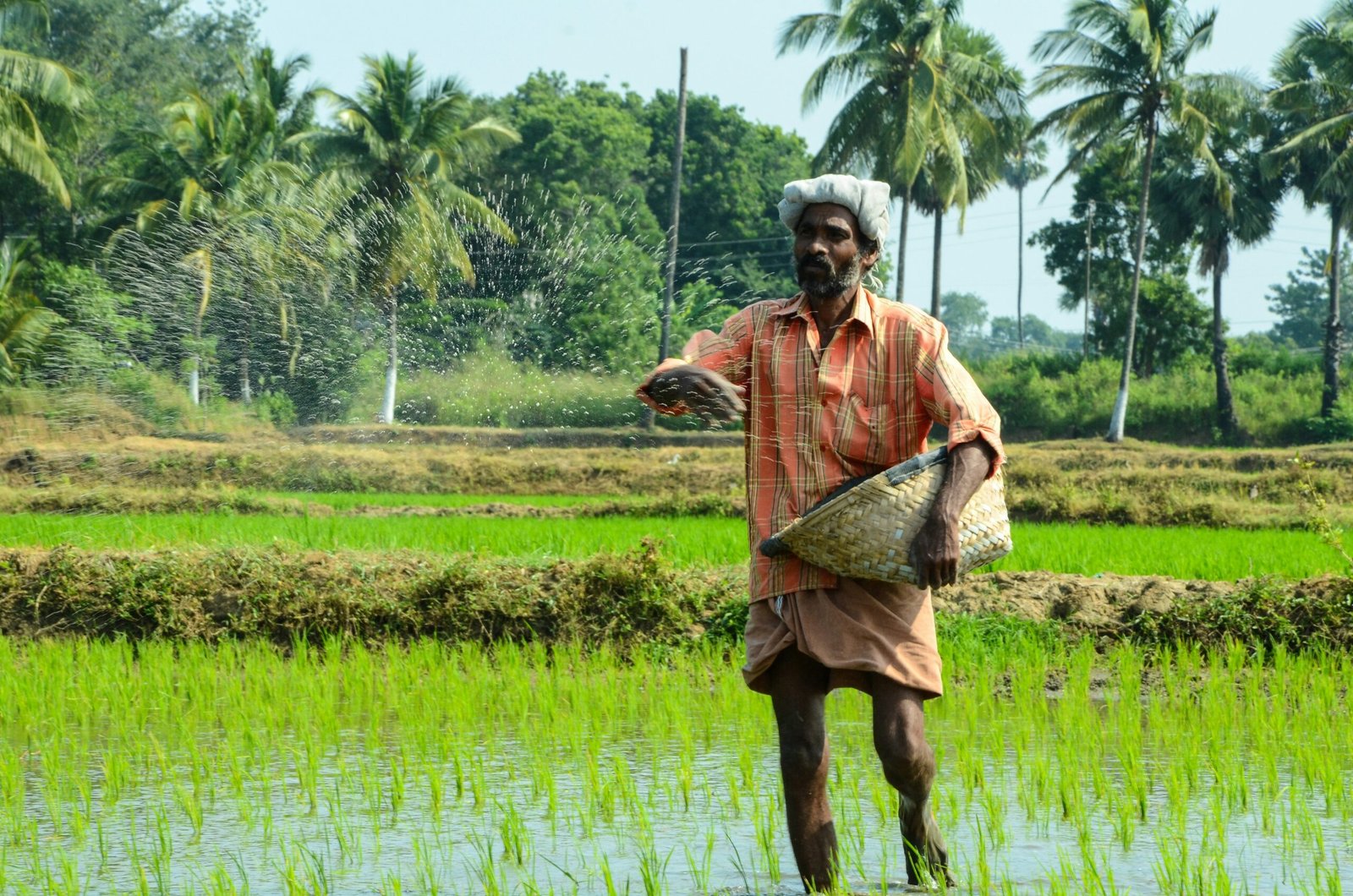 Sustainable rice fields